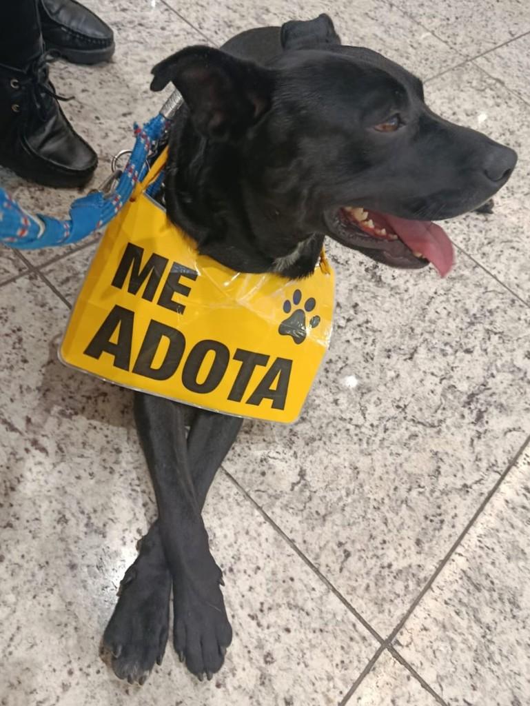 Tininho, cachorro de porte médio para adoção em Criciúma - SC — foto 3 de 4