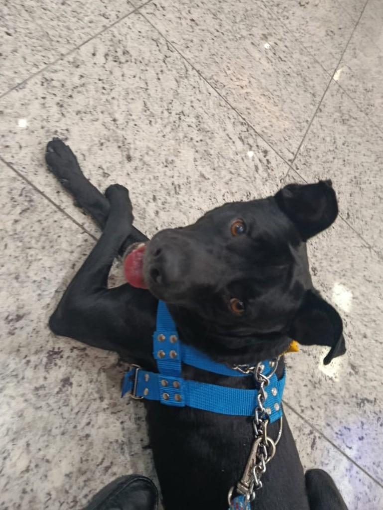 Tininho, cachorro de porte médio para adoção em Criciúma - SC — foto 4 de 4