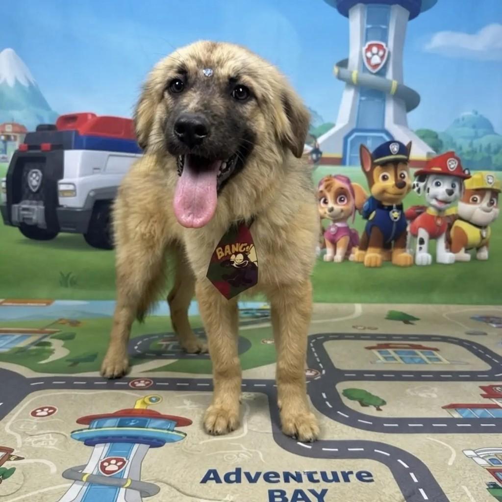 Simba, cachorro de porte médio para adoção em Criciúma - SC