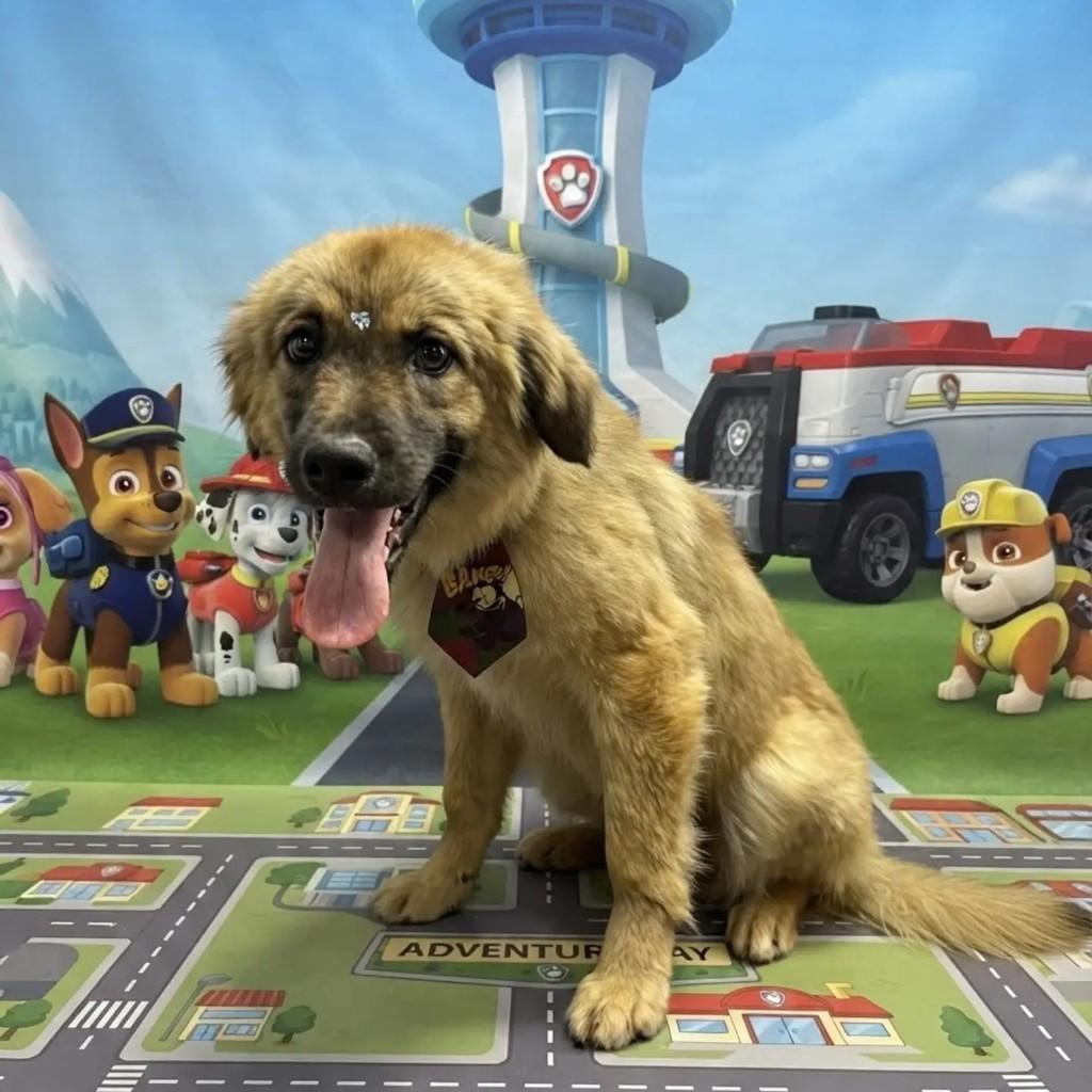 Simba, cachorro de porte médio para adoção em Criciúma - SC — foto 2 de 2