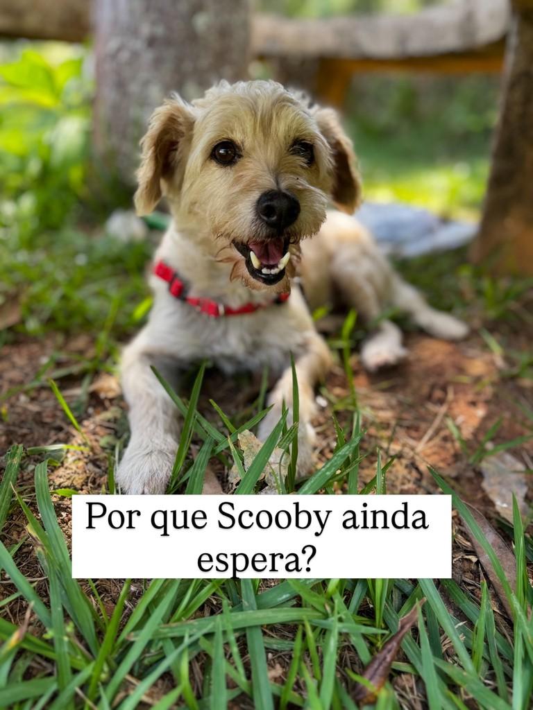 Scooby, cachorro de porte pequeno para adoção em Viçosa - MG