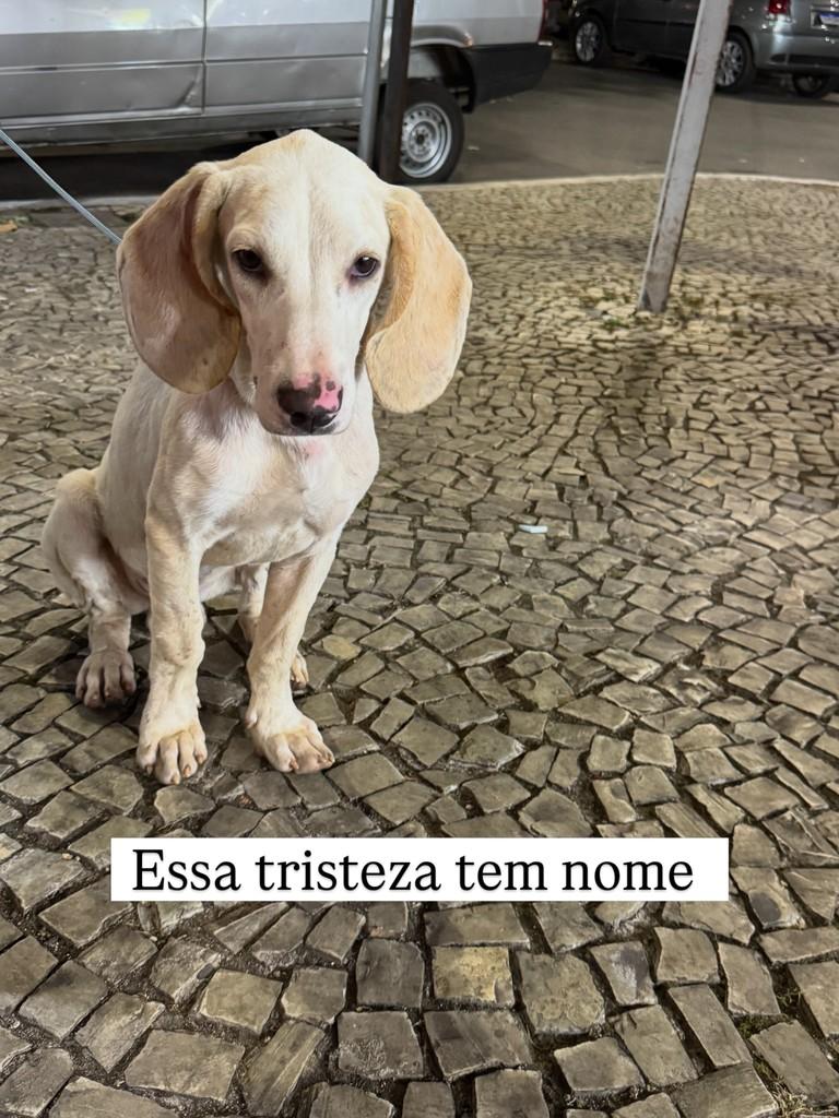 Apolo, cachorro de porte médio para adoção em Viçosa - MG