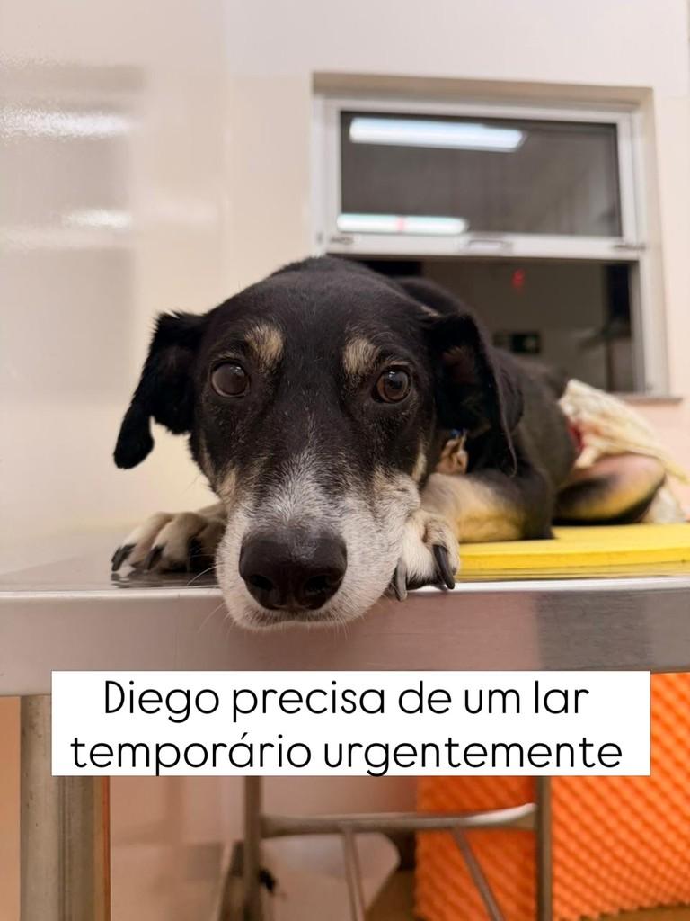 Diego, cachorro de porte pequeno para adoção em Viçosa - MG