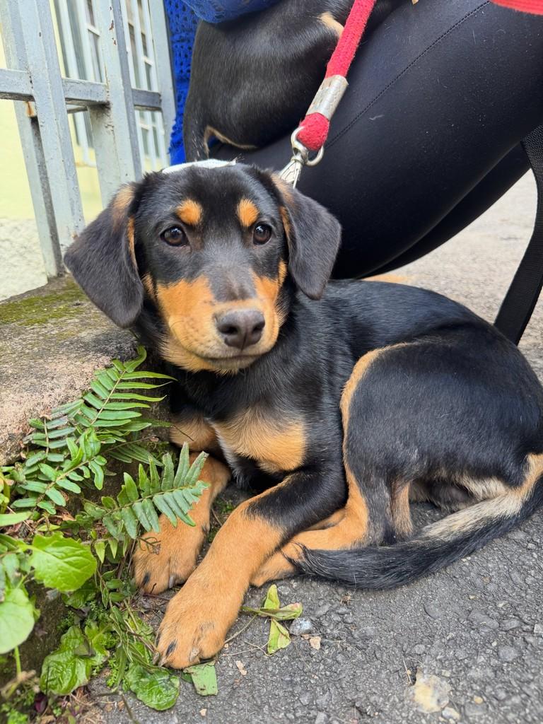 Ike, cachorro de porte médio para adoção em Viçosa - MG