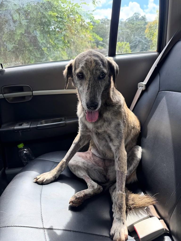 Lolla, cadela de porte médio para adoção em Viçosa - MG