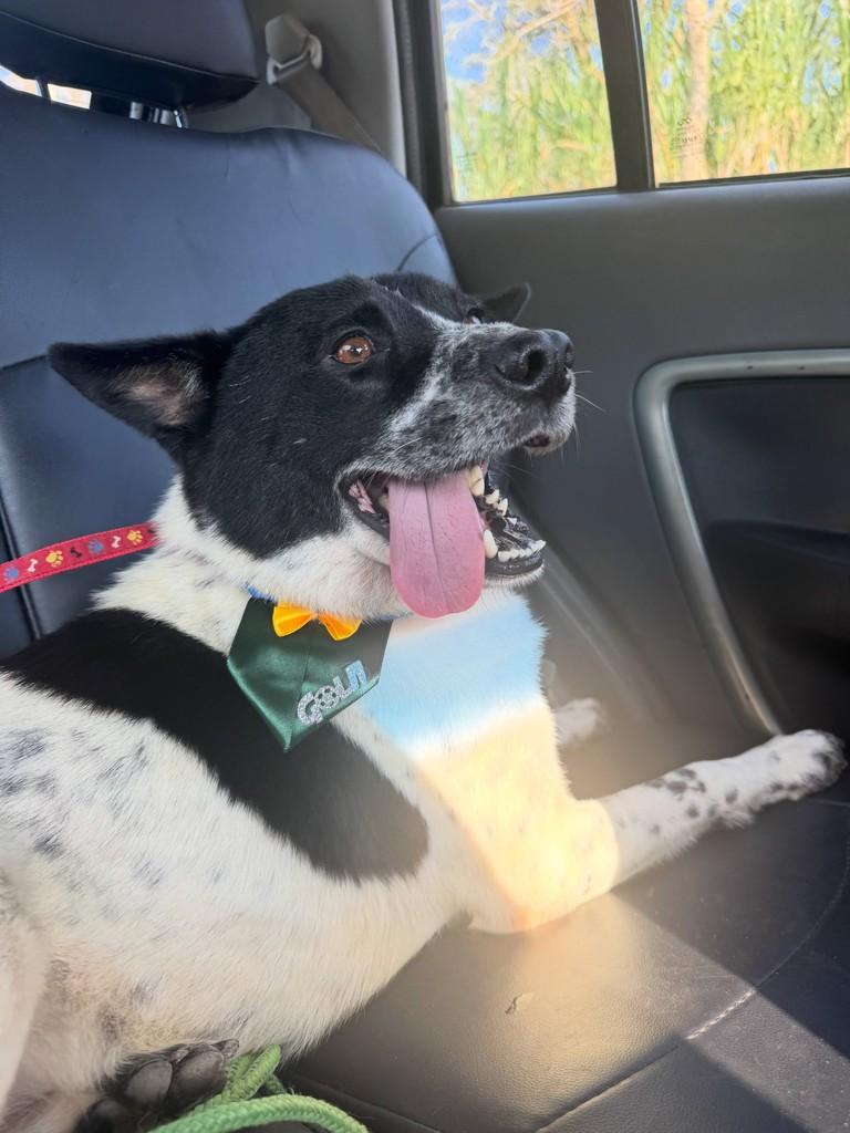 Gael, cachorro de porte grande para adoção em Viçosa - MG