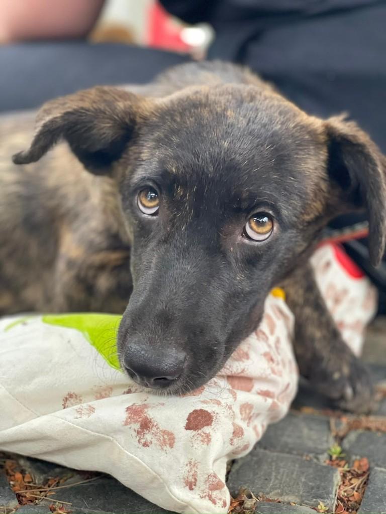 Prestígio, cachorro de porte médio para adoção em Viçosa - MG