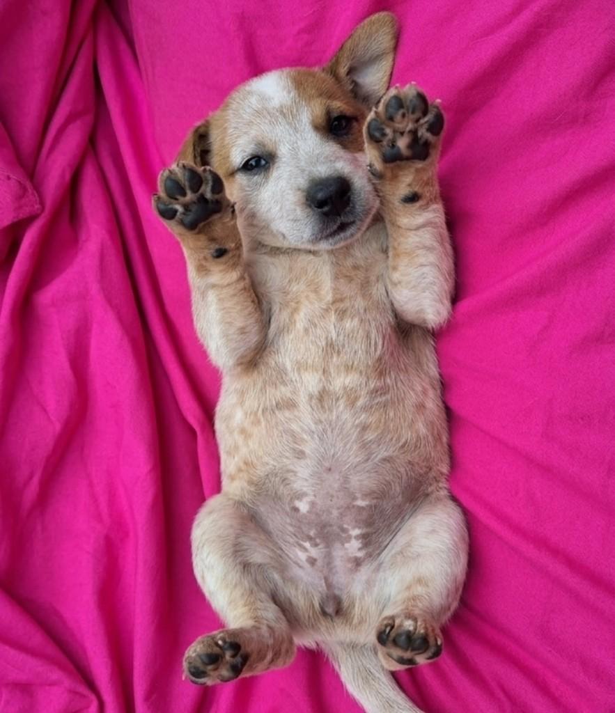 Nina, cachorro de porte pequeno para adoção em Viçosa - MG