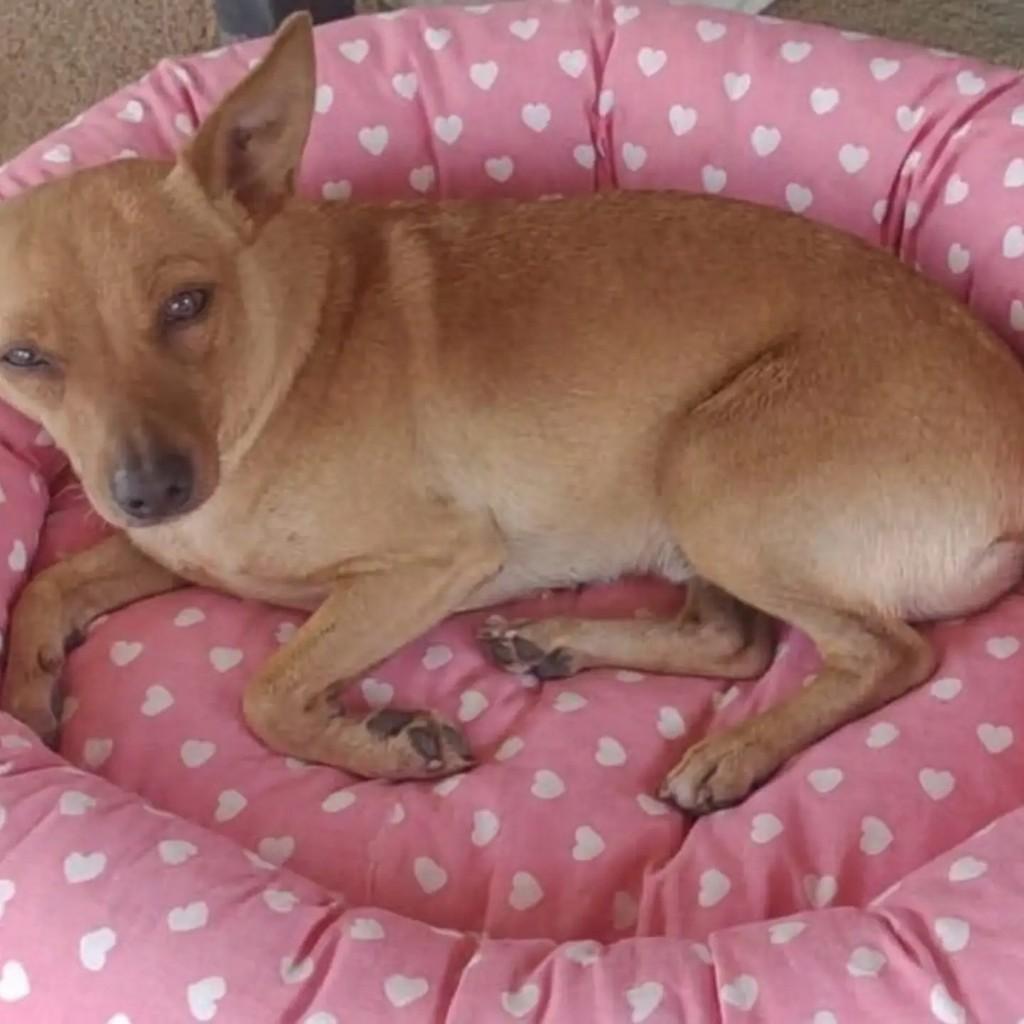Luna, cachorro de porte pequeno para adoção em Viçosa - MG