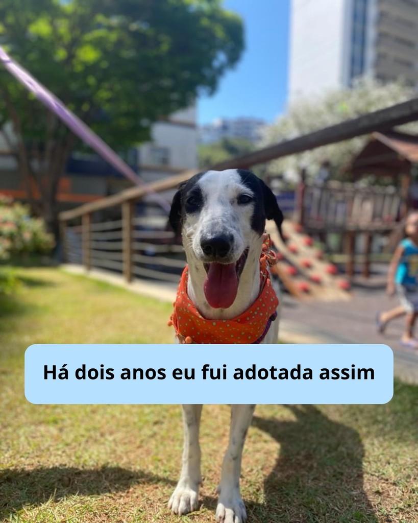 Juliete, cadela de porte médio para adoção em Viçosa - MG