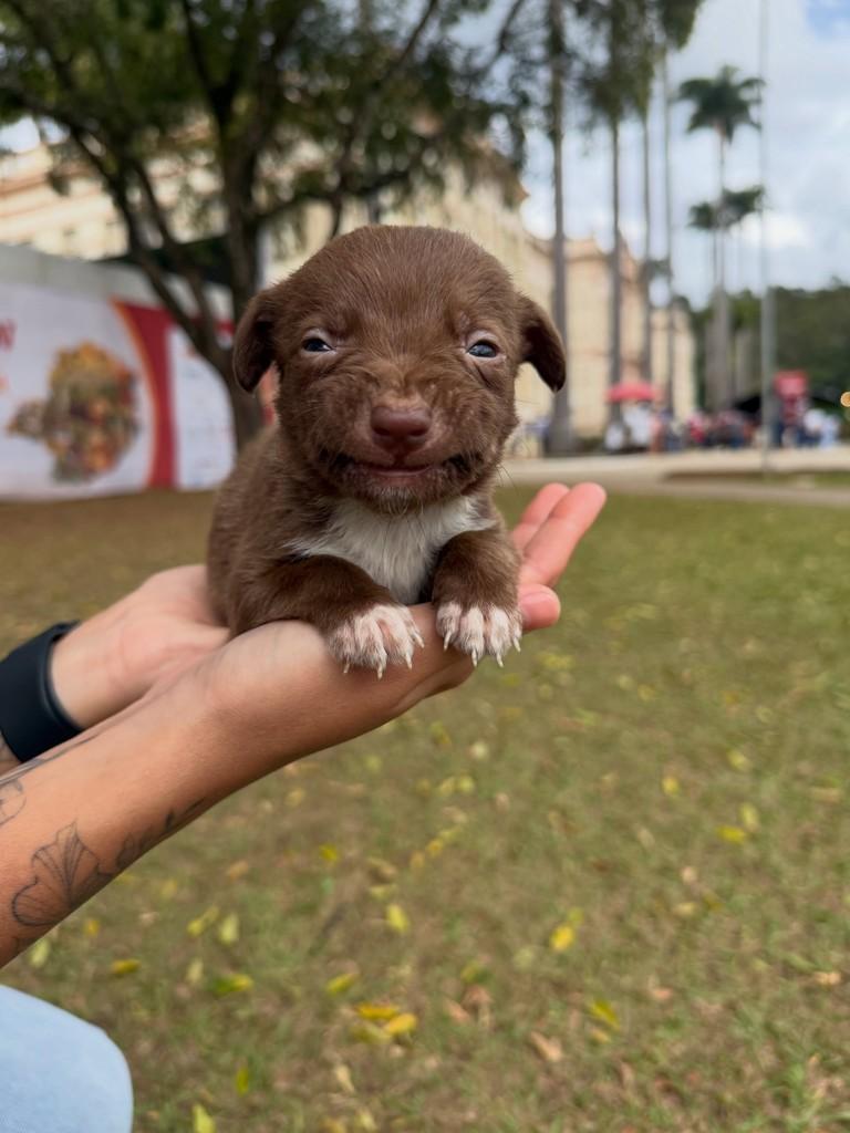 Café, cachorro de porte médio para adoção em Viçosa - MG