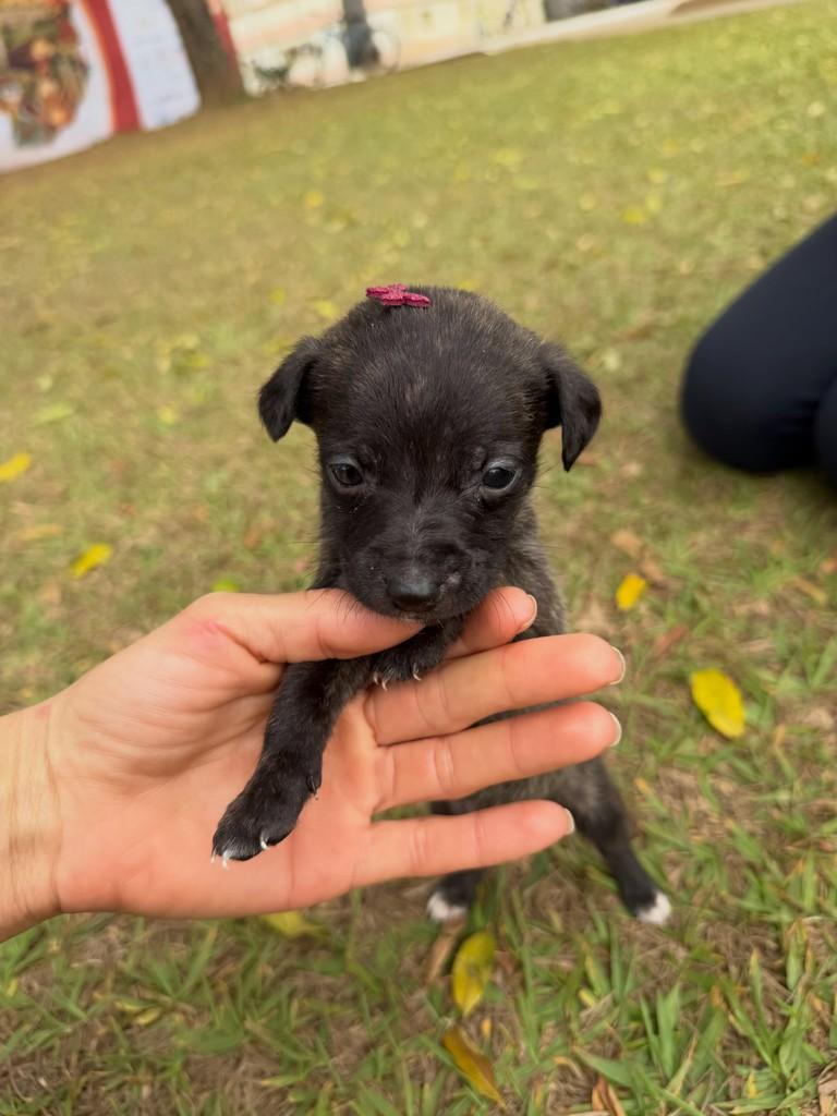 Canela, cachorro de porte médio para adoção em Canela - RS