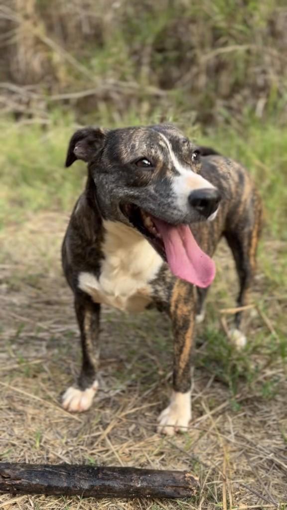 Tina, cachorro de porte médio para adoção em Viçosa - MG