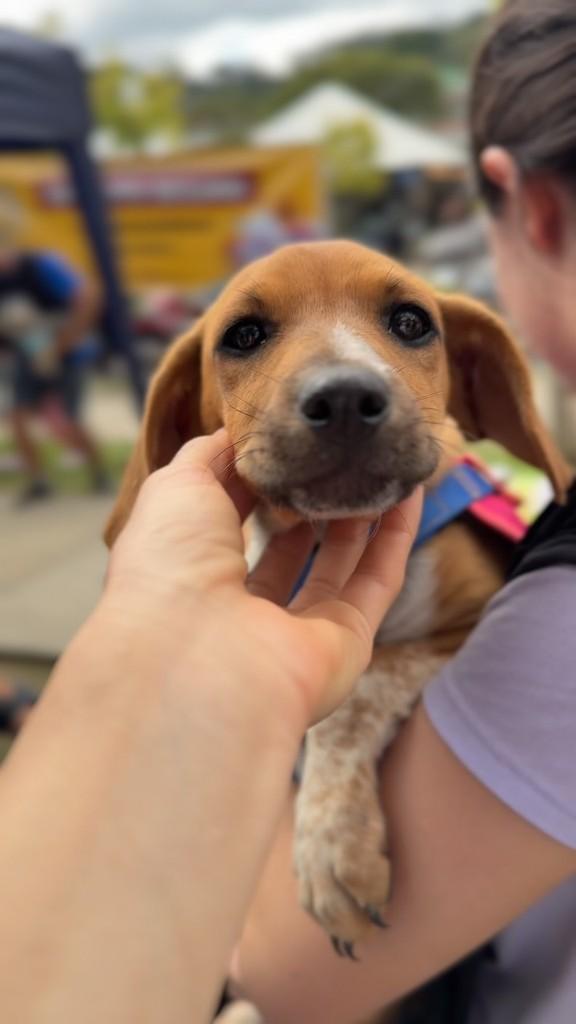 Pinturinha, cachorro de porte médio para adoção em Viçosa - MG