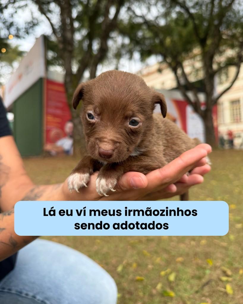 Biscoito, cadela de porte médio para adoção em Viçosa - MG