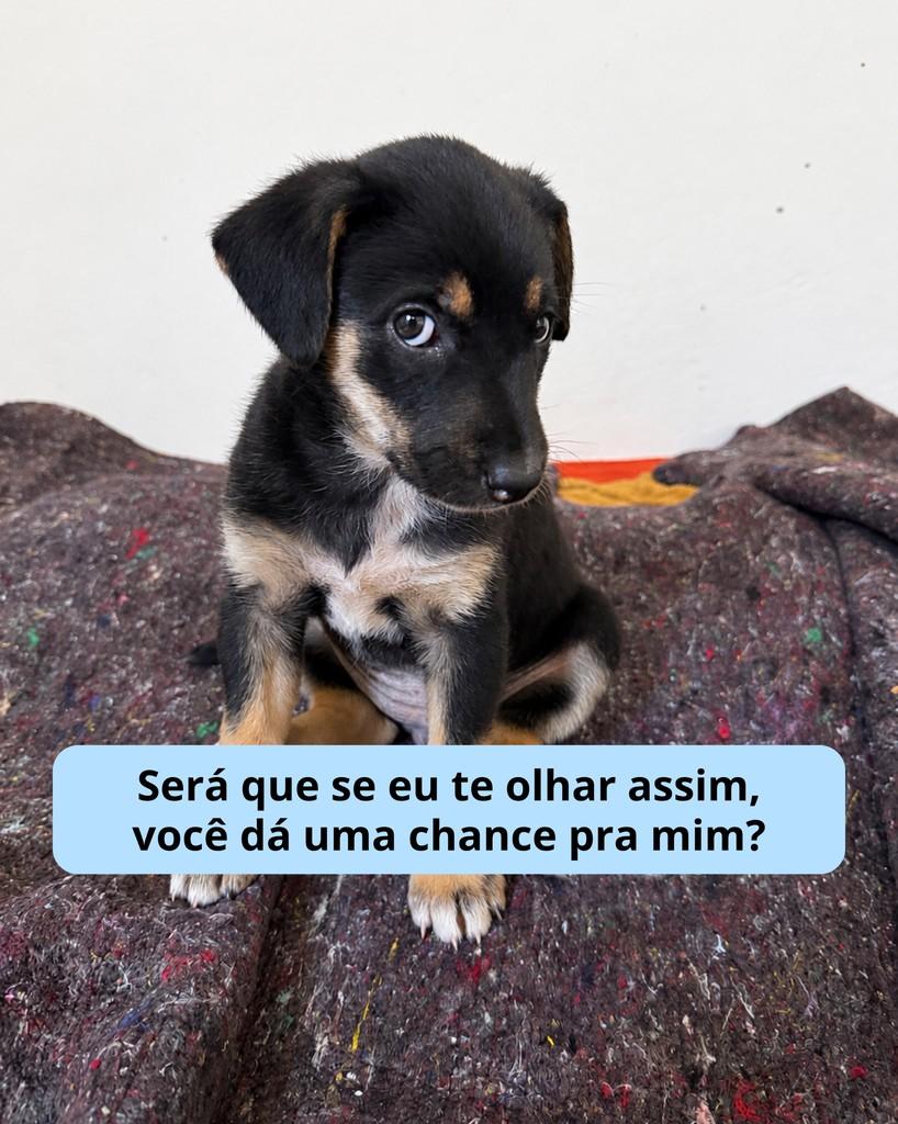 Bolota, cachorro de porte pequeno para adoção em Viçosa - MG