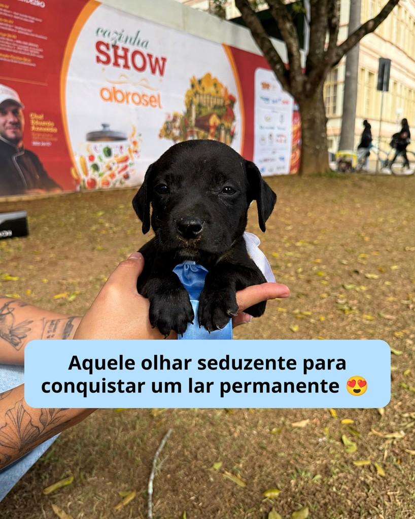 Lipe, cachorro de porte médio para adoção em Viçosa - MG