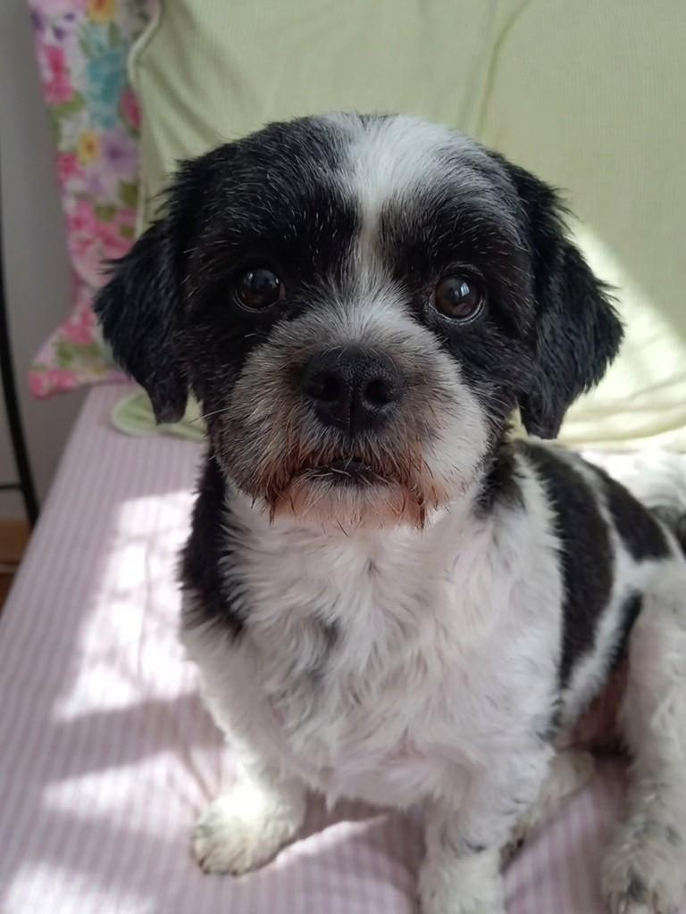 Idosinha, cachorro de porte pequeno para adoção em Viçosa - MG