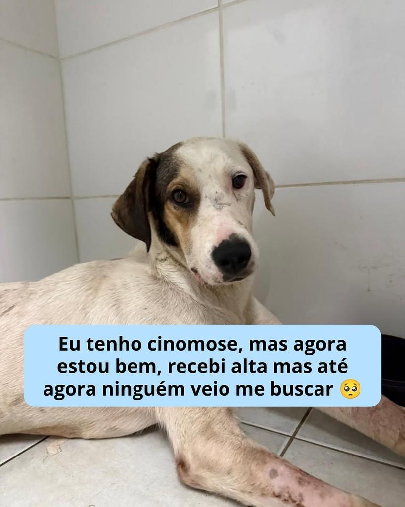 Branquinho, cachorro de porte médio para adoção em Viçosa - MG
