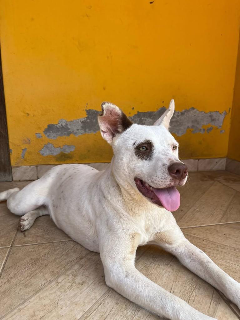 Pirata, cadela de porte médio para adoção em Viçosa - MG — foto 2 de 3