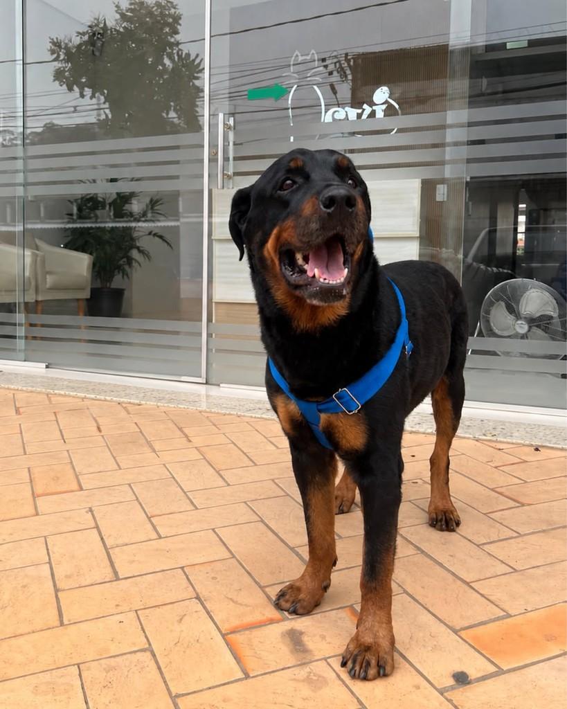 Zeca Pagodinho, cachorro de porte grande para adoção em Viçosa - MG