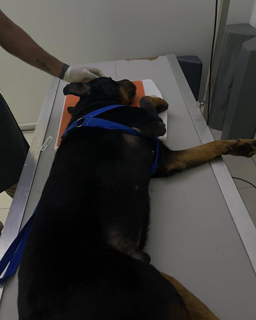 Zeca Pagodinho, cachorro de porte grande para adoção em Viçosa - MG — foto 2 de 4