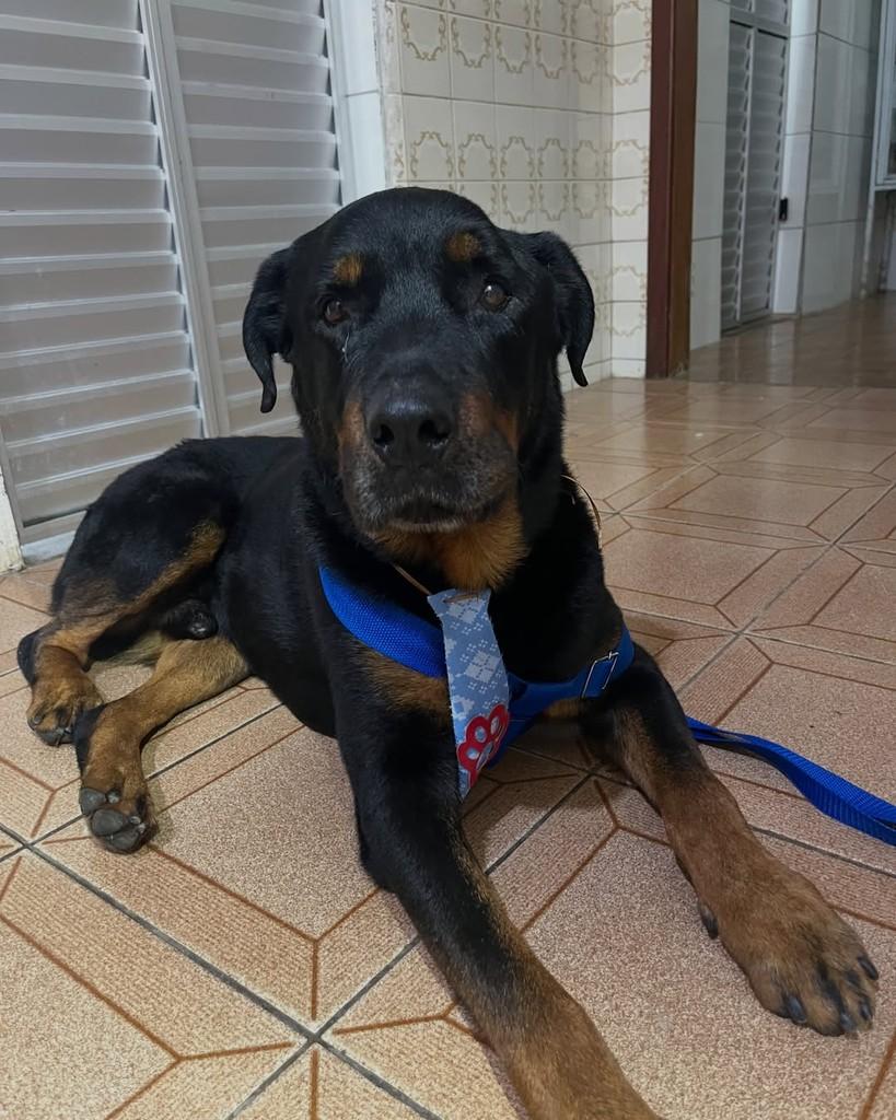 Zeca Pagodinho, cachorro de porte grande para adoção em Viçosa - MG — foto 3 de 4