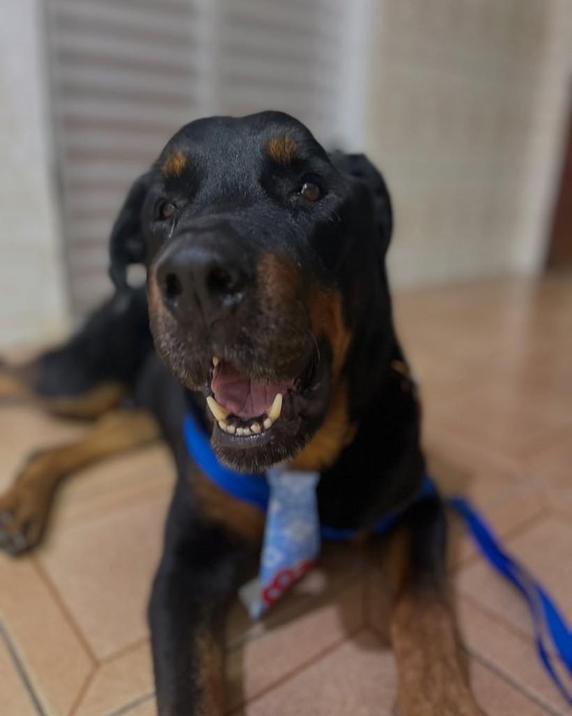 Zeca Pagodinho, cachorro de porte grande para adoção em Viçosa - MG — foto 4 de 4