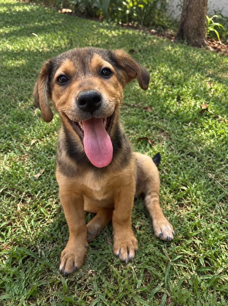 Balu, cadela de porte médio para adoção em Viçosa - MG