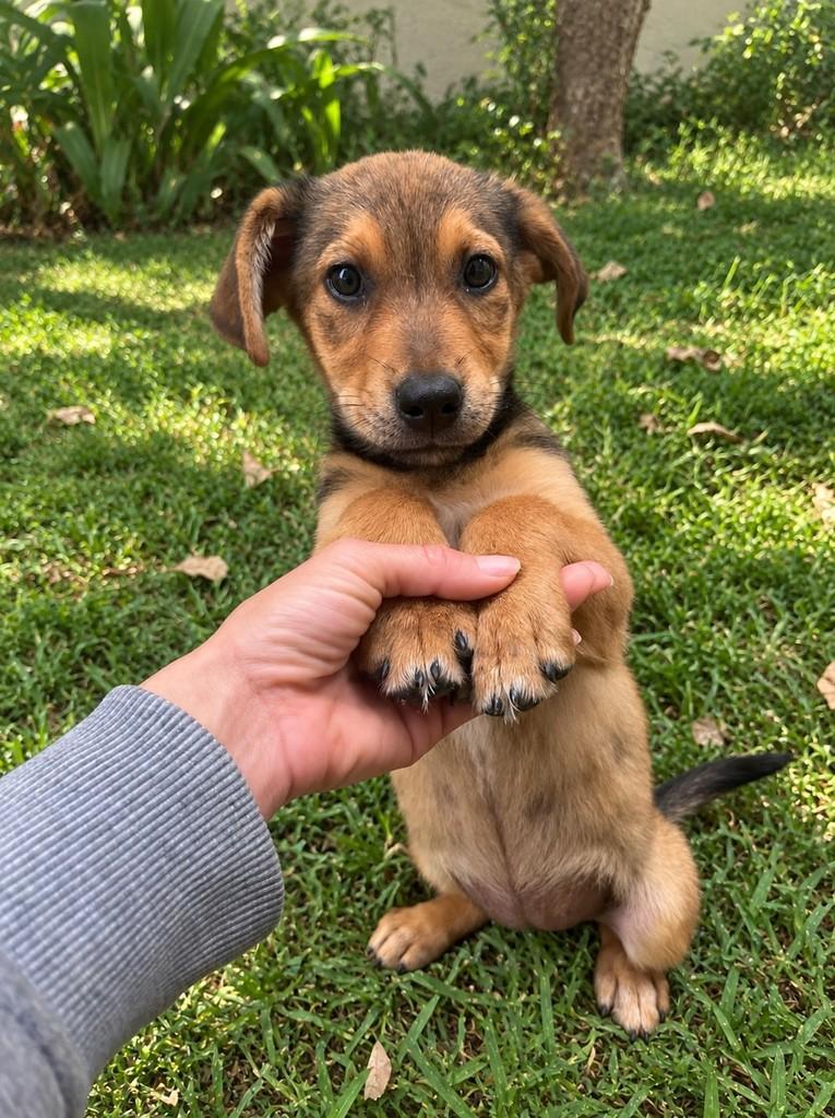 Balu, cadela de porte médio para adoção em Viçosa - MG — foto 2 de 4