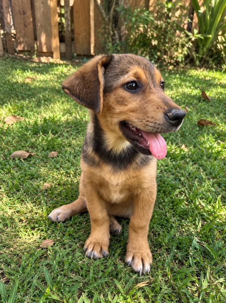 Balu, cadela de porte médio para adoção em Viçosa - MG — foto 3 de 4