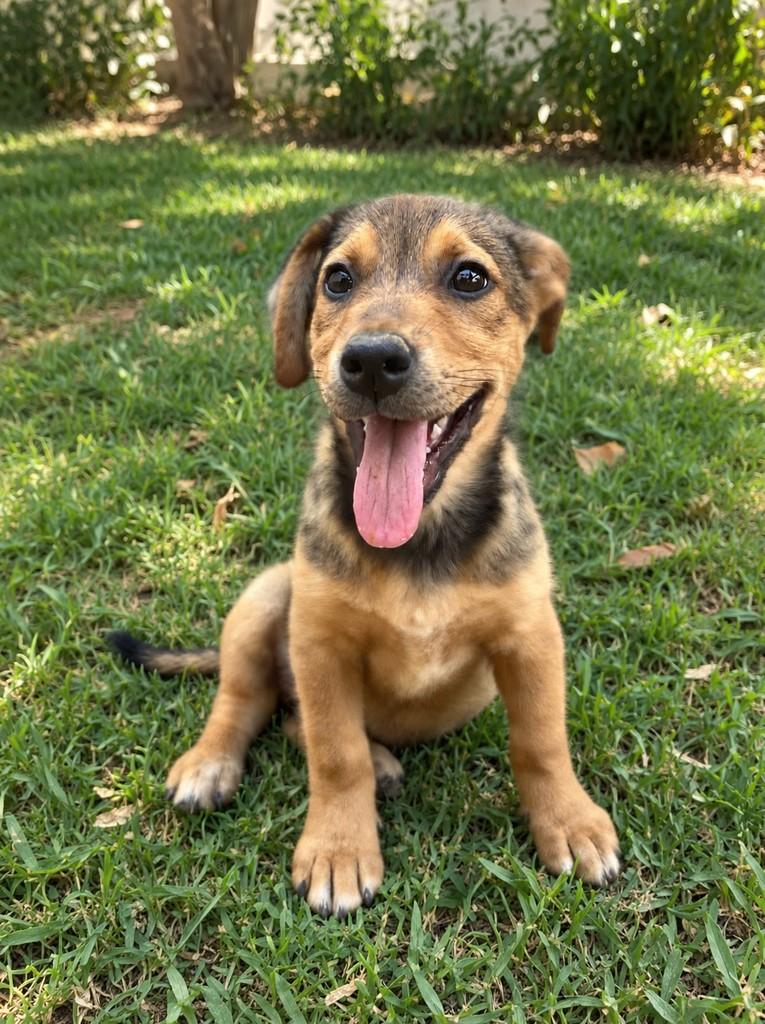 Balu, cadela de porte médio para adoção em Viçosa - MG — foto 4 de 4