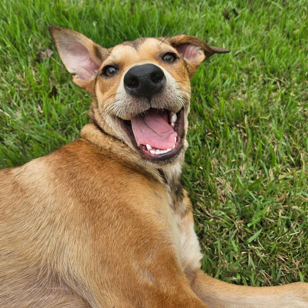 Pitombinha, cachorro de porte pequeno para adoção em Viçosa - MG