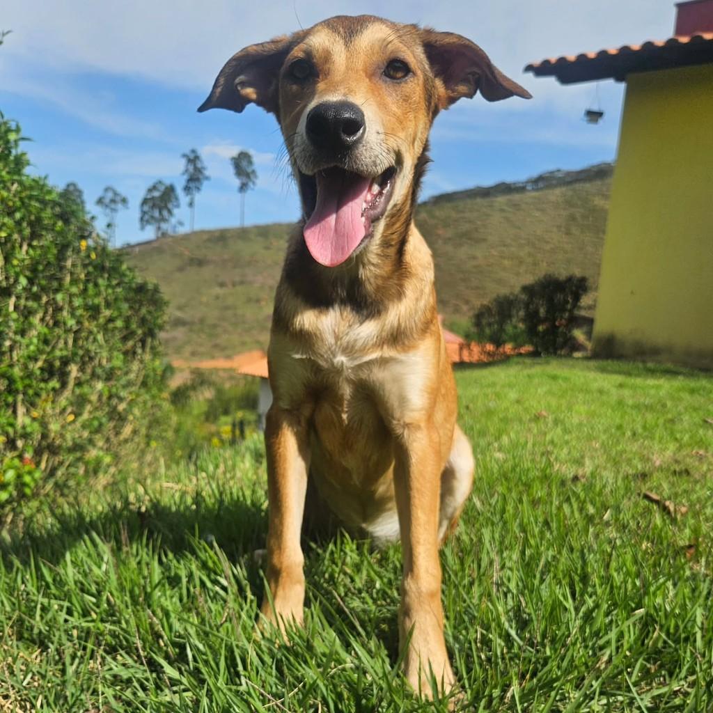 Pitombinha, cachorro de porte pequeno para adoção em Viçosa - MG — foto 2 de 7