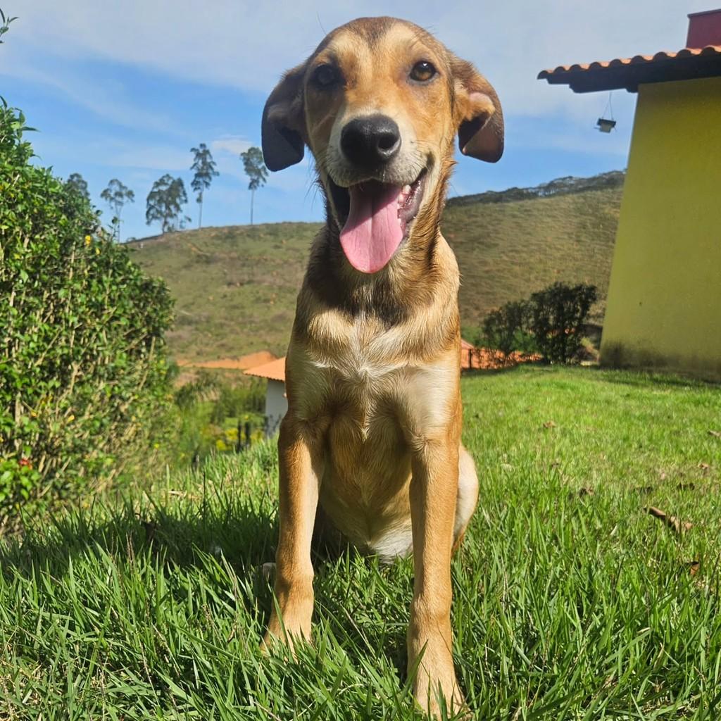 Pitombinha, cachorro de porte pequeno para adoção em Viçosa - MG — foto 3 de 7