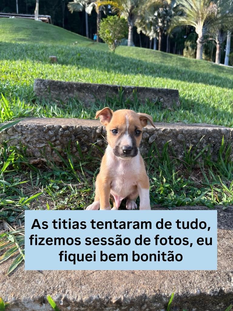 José, cachorro de porte pequeno para adoção em Viçosa - MG