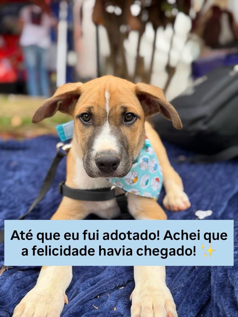 José, cachorro de porte pequeno para adoção em Viçosa - MG — foto 2 de 3