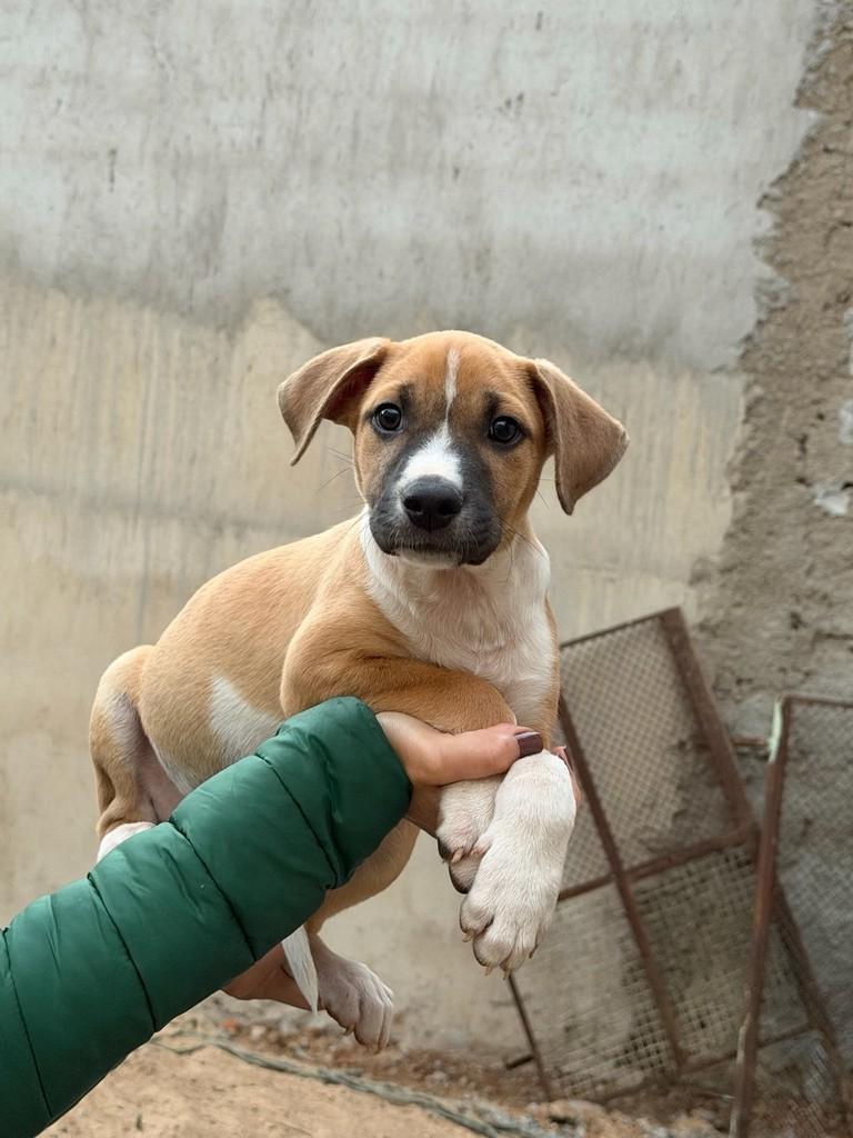 José, cachorro de porte pequeno para adoção em Viçosa - MG — foto 3 de 3