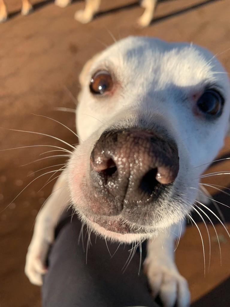 Tapioca, cachorro de porte pequeno para adoção em Maringá - PR
