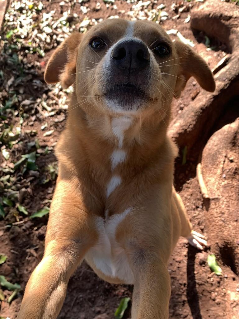 Flip, cachorro de porte médio para adoção em Maringá - PR