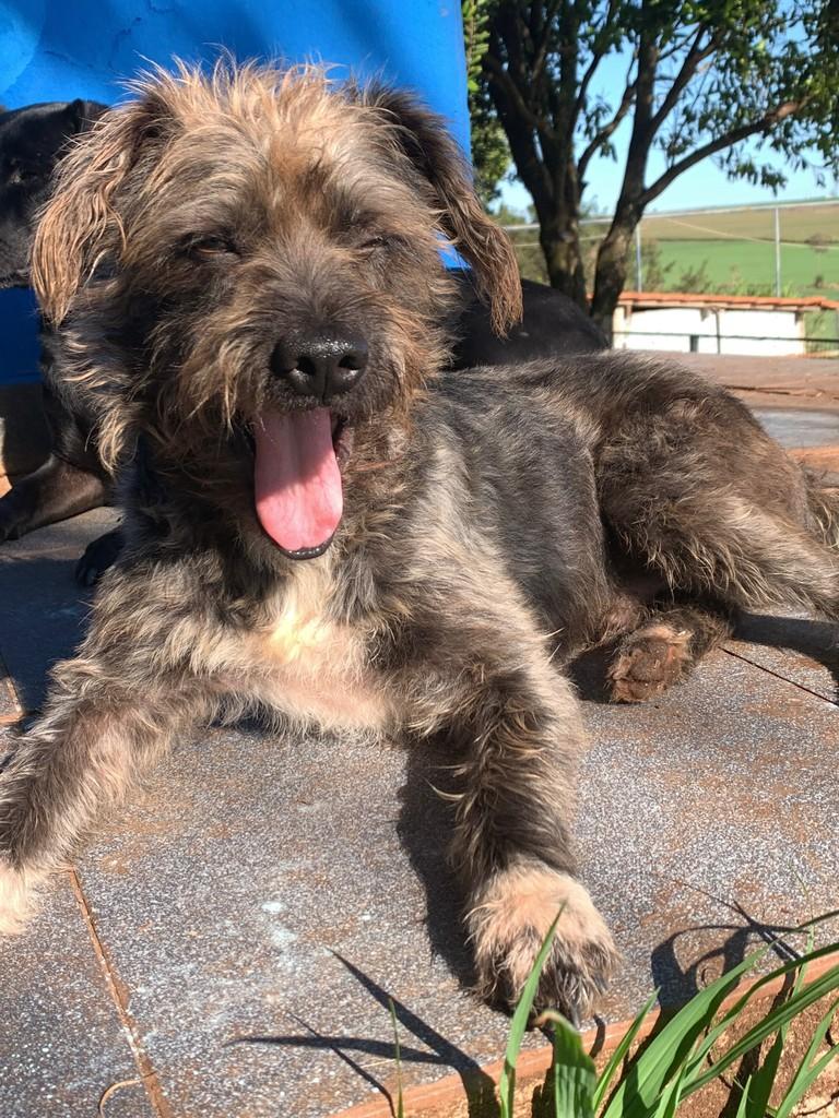 Cleitin, cachorro de porte pequeno para adoção em Maringá - PR