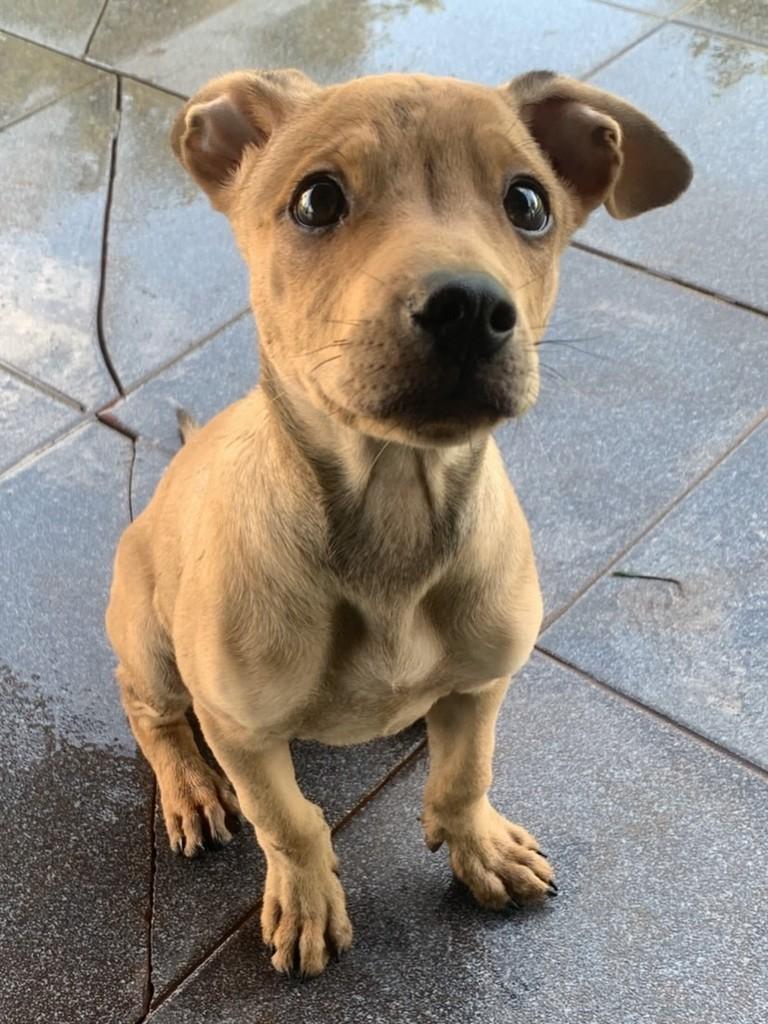 Maxzinho, cachorro de porte médio para adoção em Maringá - PR