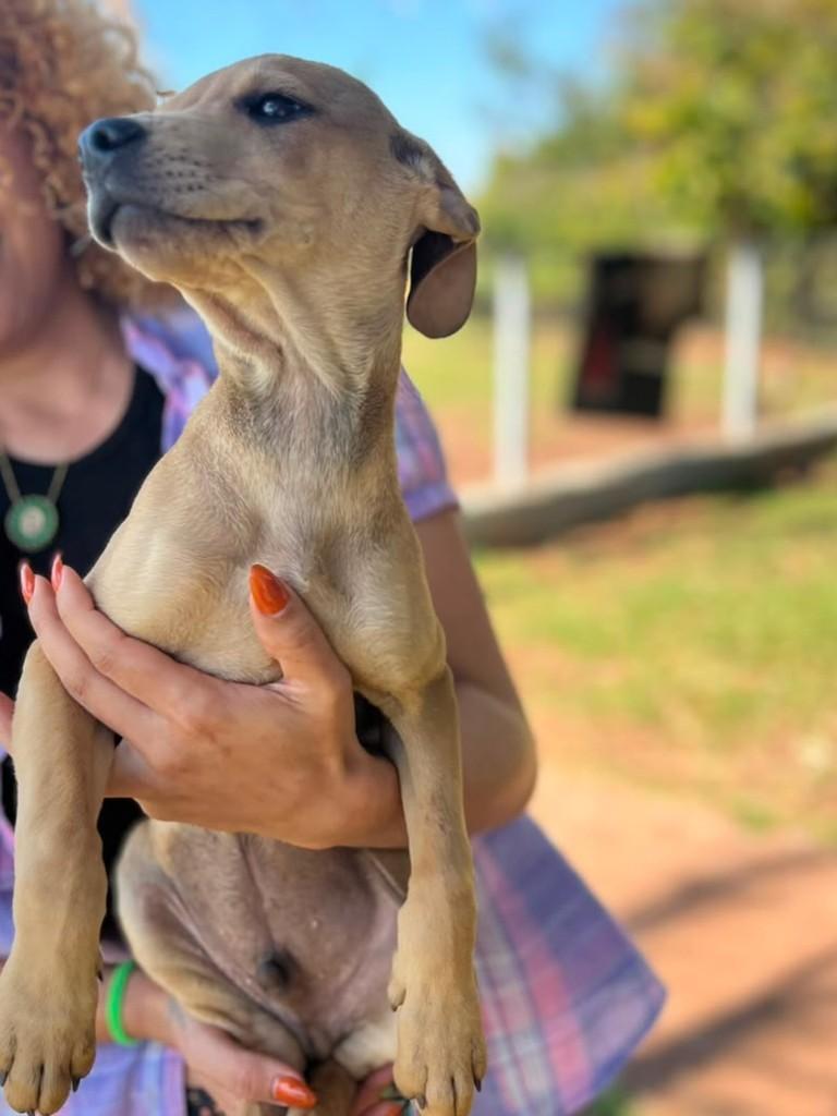 Mochilinha, cachorro de porte pequeno para adoção em Maringá - PR