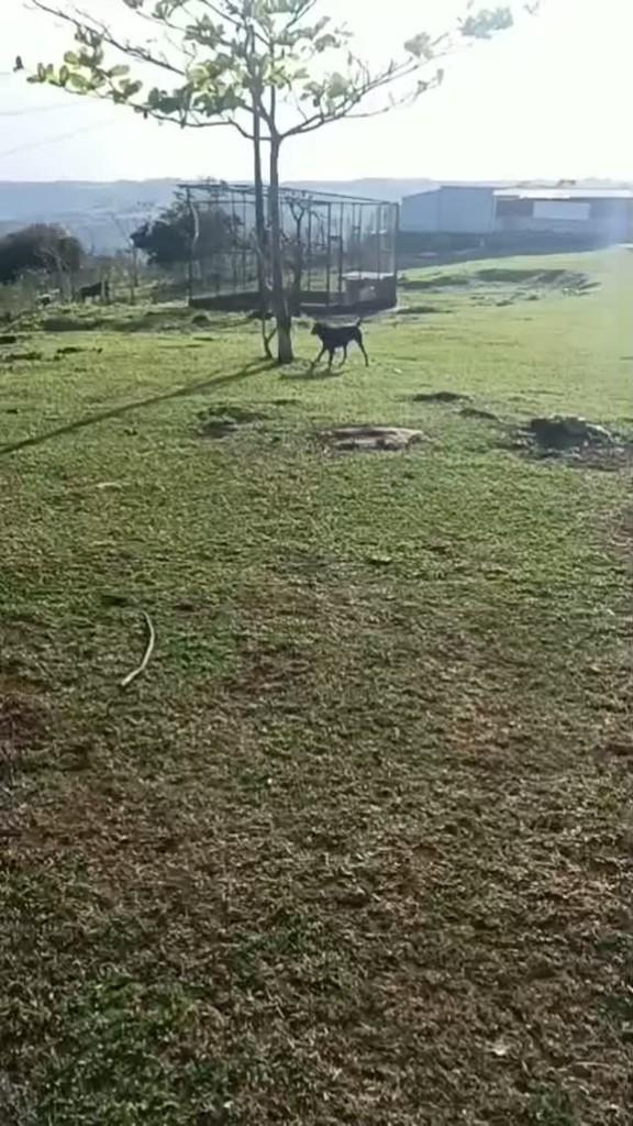 Sol, cadela de porte médio para adoção em Maringá - PR