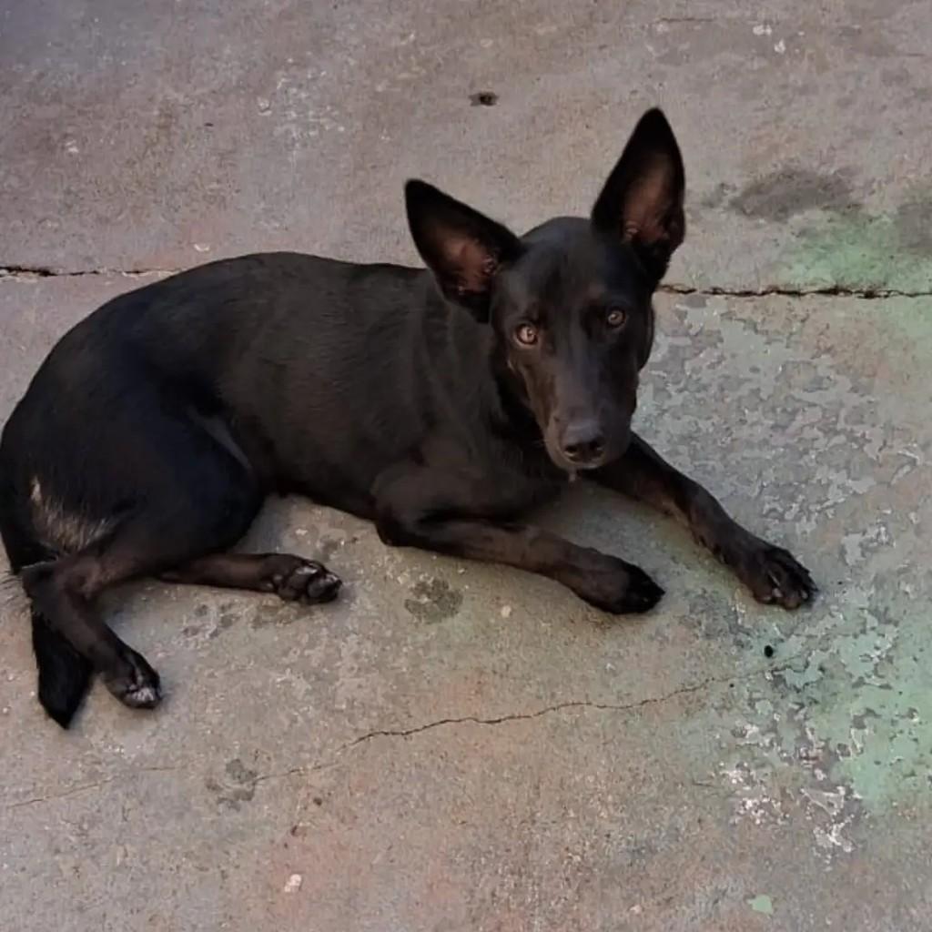 Lua, cachorro de porte pequeno para adoção em Presidente Prudente - SP
