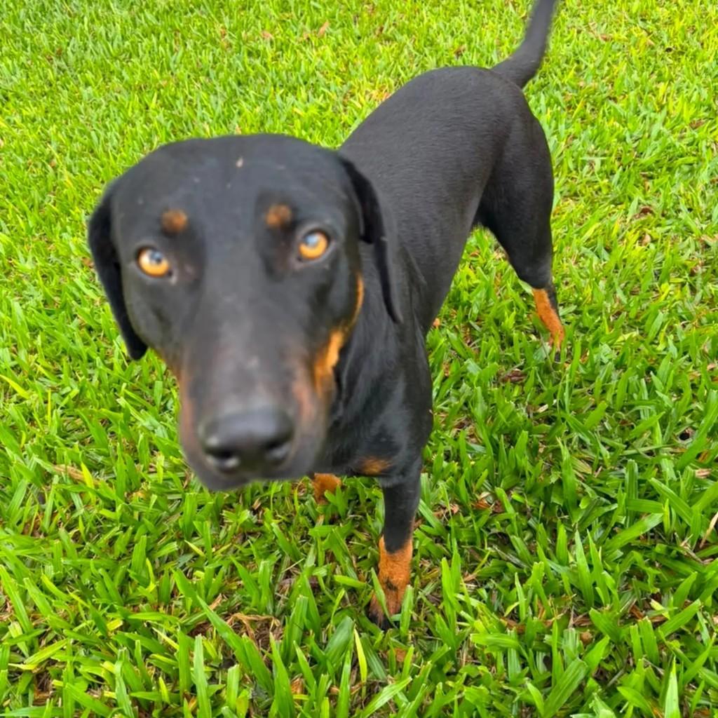 Teo, cachorro de porte médio para adoção em Presidente Prudente - SP