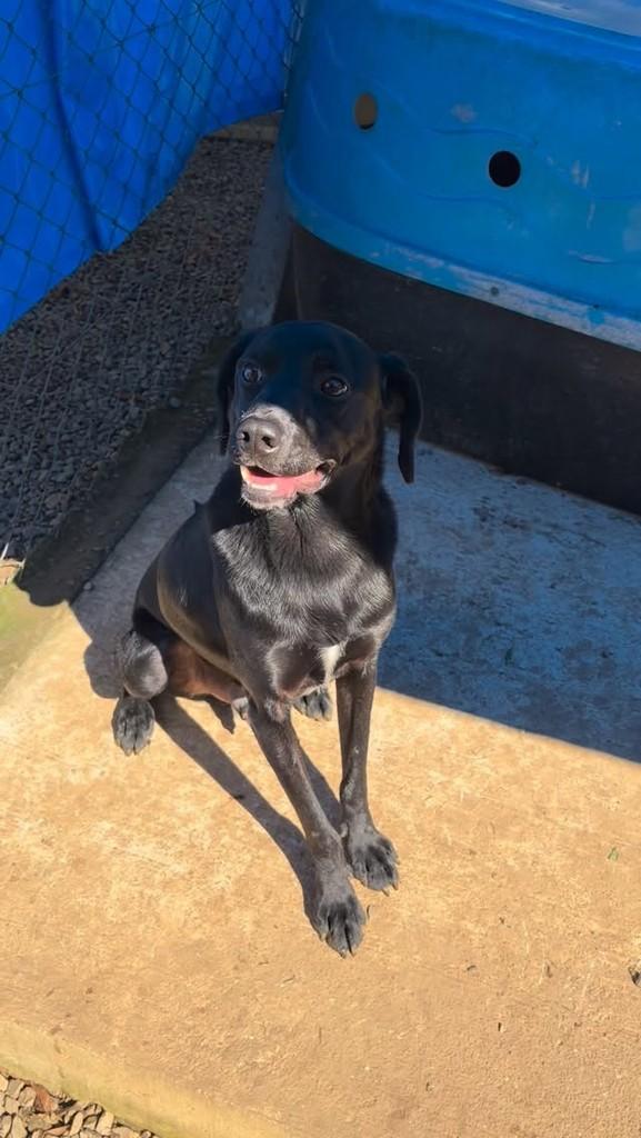 Azeitona, cachorro de porte médio para adoção em Garibaldi - RS