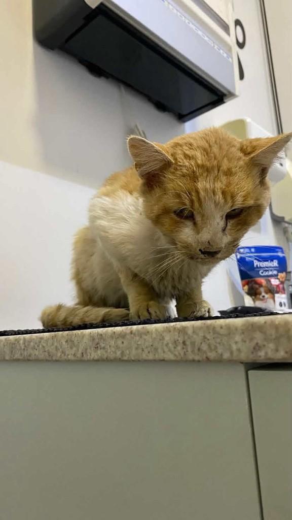 Caju, gato de porte pequeno para adoção em Garibaldi - RS