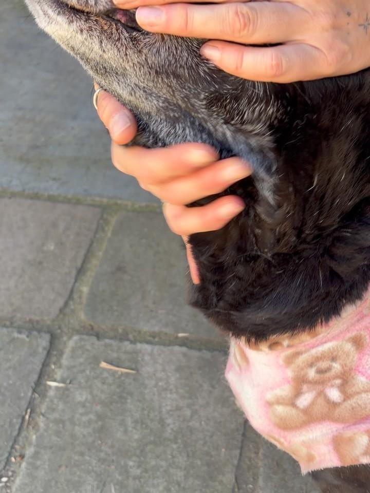Cyda, cachorro de porte médio para adoção em Garibaldi - RS