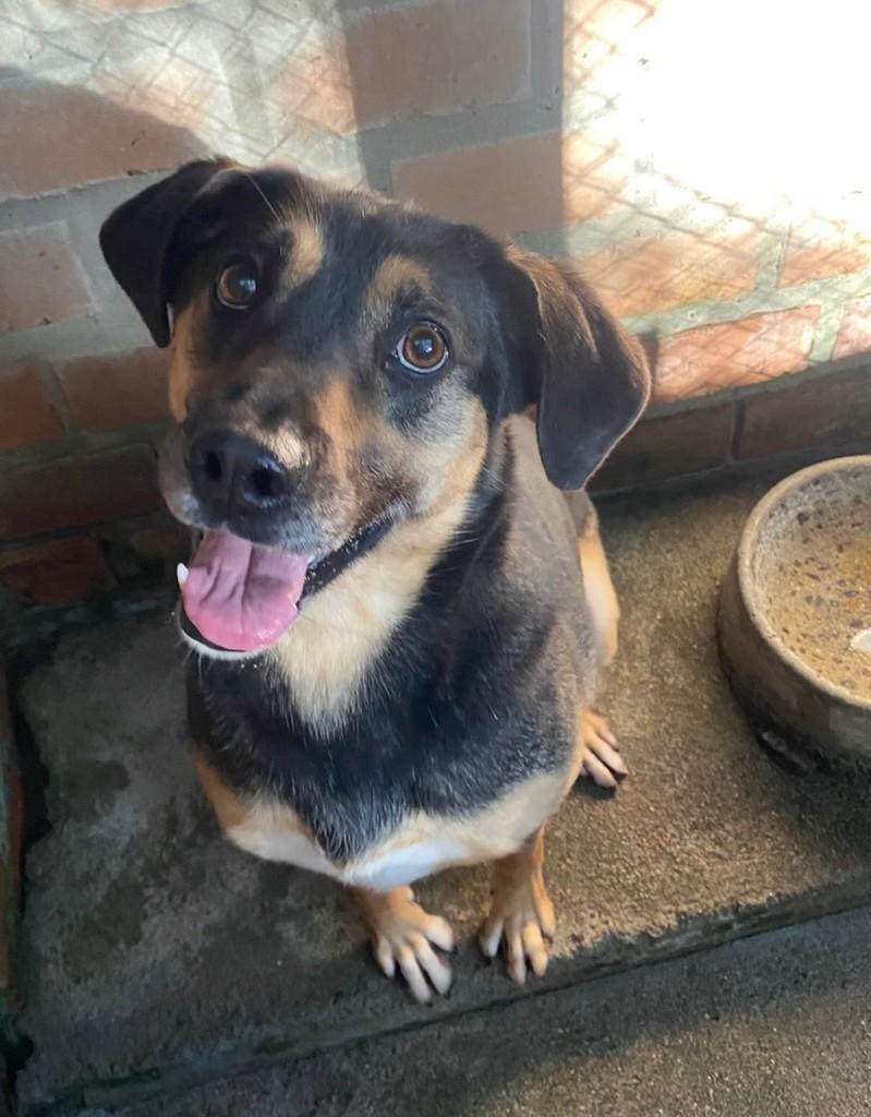 Black, cachorro de porte pequeno para adoção em Garibaldi - RS